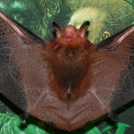 Myotis rufoniger, red form from Taiwan