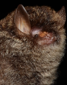 Kerivoula krauensis records from Hala-Bala Wildlife Sanctuary, Narathiwat Province, Thailand.