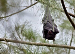 Pteropus alecto in its natural habitat -- photo Susan Tsang