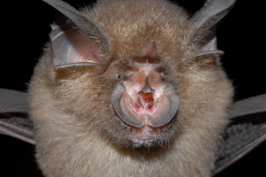 A complicated chap -- Rhinolophus affinis from Malaysia. Photo Tigga Kingston