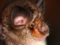 Rhinolophus pusillus