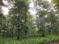 Cave II and III surrounding landuse teak and tumeric