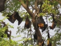 Flying_Fox_Colony_Shwe_Saydi_Pagoda_2_Web